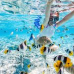 Snorkeling en Guadeloupe : les sites incontournables pour observer la vie marine