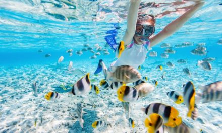 Snorkeling en Guadeloupe : les sites incontournables pour observer la vie marine