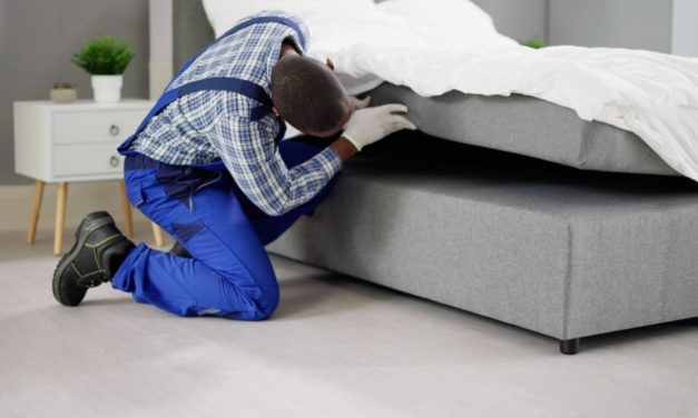 Les méthodes efficaces pour éliminer les punaises de lit 