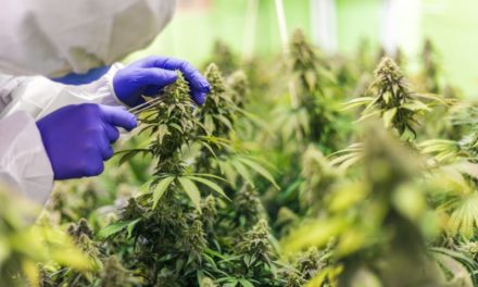 Les profils terpéniques des fleurs de CBD et leur rôle dans l’effet d’entourage