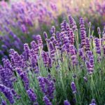 Les plantes idéales pour un jardin sans arrosage ou très peu