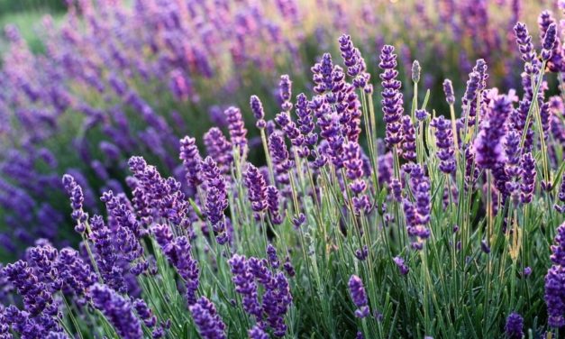 Les plantes idéales pour un jardin sans arrosage ou très peu