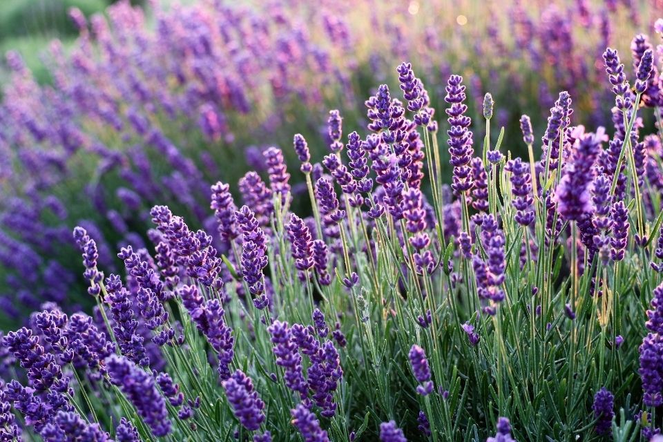 Les plantes idéales pour un jardin sans arrosage ou très peu