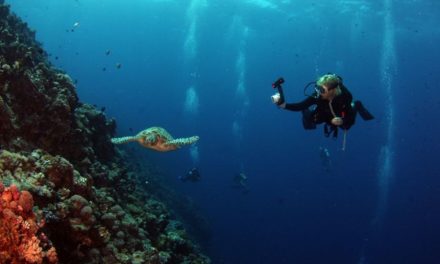 Plongez en mer sur la seconde barrière de corail au monde au Mexique