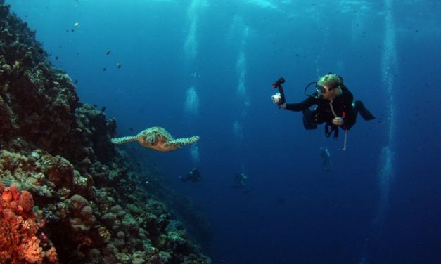 Plongez en mer sur la seconde barrière de corail au monde au Mexique