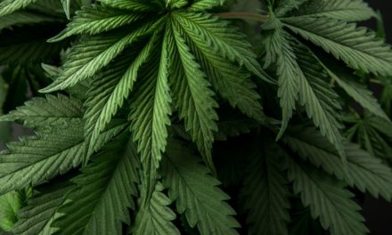 Quelle est la différence entre le CBD et le THC ?