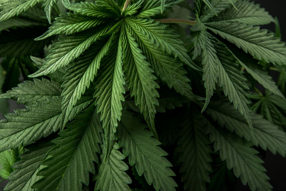 Quelle est la différence entre le CBD et le THC ?