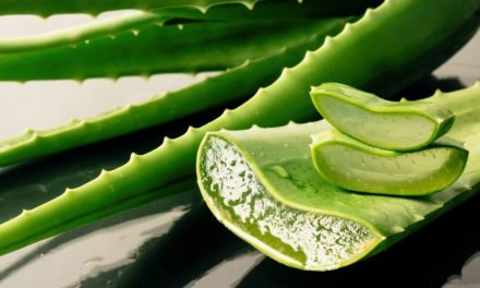 Le pouvoir de l’aloe vera dans la routine visage 