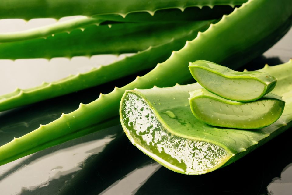 Le pouvoir de l’aloe vera dans la routine visage 