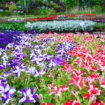 Quelles fleurs de saison planter pour un jardin coloré toute l’année ?