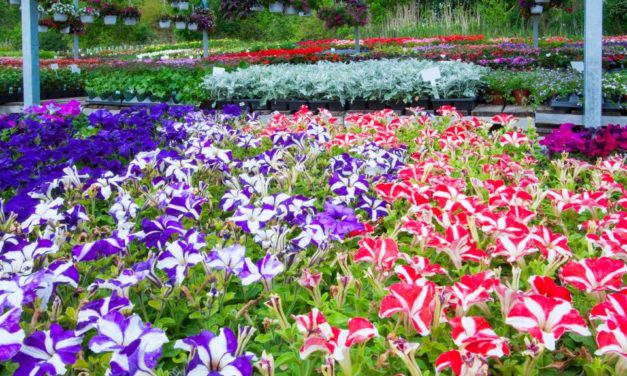 Quelles fleurs de saison planter pour un jardin coloré toute l’année ?