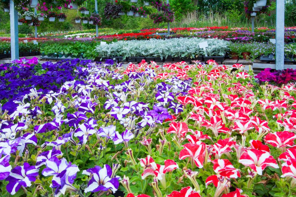 Quelles fleurs de saison planter pour un jardin coloré toute l’année ?