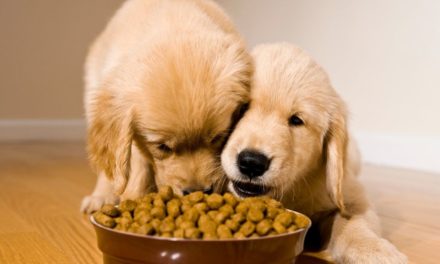 Croquettes sans céréales pour chien : faut-il vraiment changer son alimentation ?