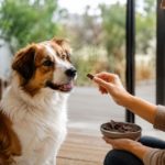 Les friandises naturelles pour chien : une meilleure façon de récompenser sans mauvaise habitude !