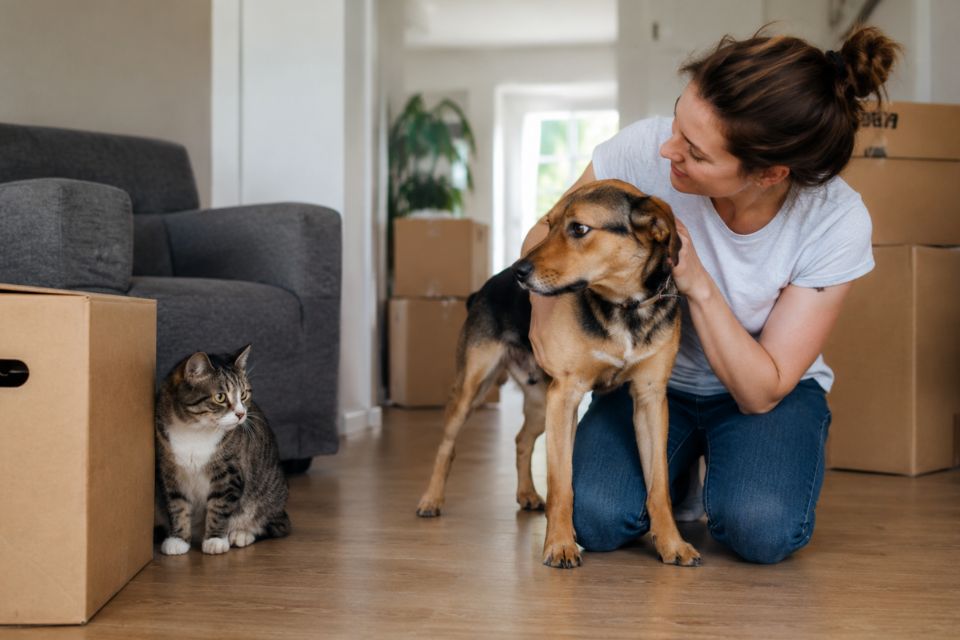 Pourquoi le comportement d’un animal peut-il changer après un déménagement ?